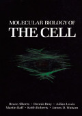 Molecular Biology Of The Cell